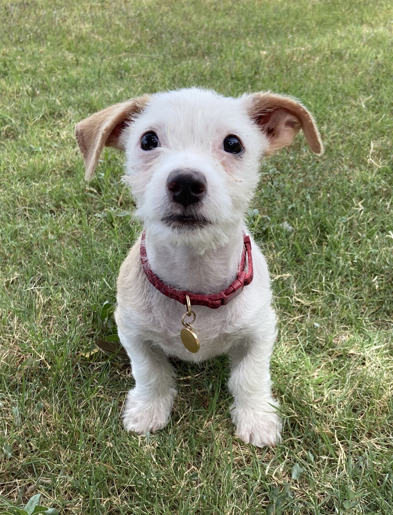 PET OF THE WEEK: Ash